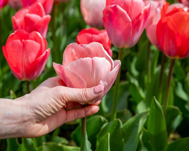 Frauenhand, die eine weiche rosa Tulpe hält