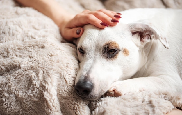 Frauenhand, die einen süßen, entspannten Jack-Russell-Hund berührt