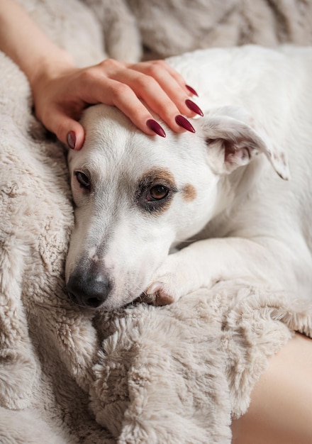 Frauenhand, die einen süßen, entspannten Jack-Russell-Hund berührt