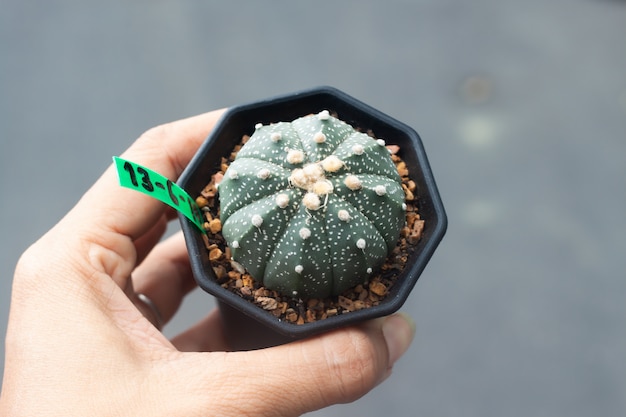 Foto frauenhand, die einen topf astrophytum-kaktus hält