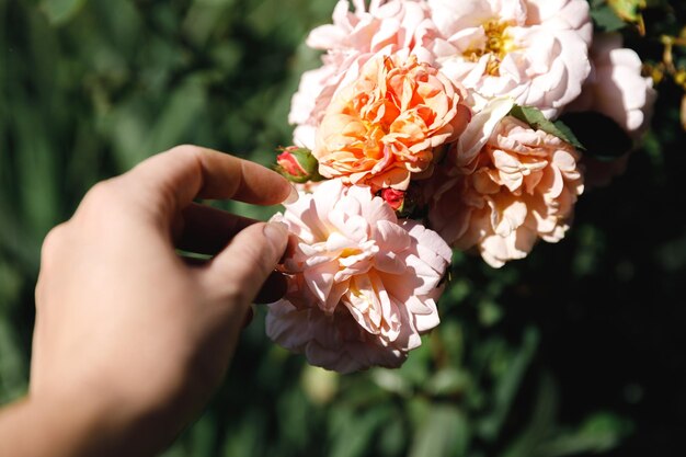 Frauenhand, die im Sommer rosafarbene Rosenblüten im Steingarten hält Gärtnerarbeiterin kümmert sich um Blumen im Blumengarten Blumenzucht-Hobby und Blumenpflanzung Kultivierungskonzept