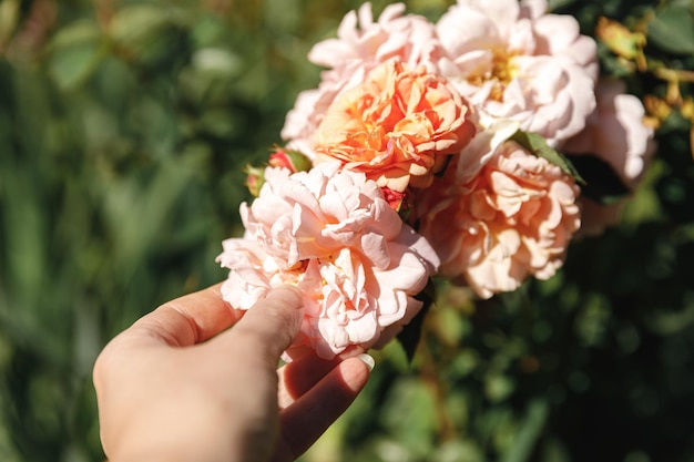 Frauenhand, die im Sommer rosafarbene Rosenblüten im Steingarten hält Gärtnerarbeiterin kümmert sich um Blumen im Blumengarten Blumenzucht-Hobby und Blumenpflanzung Kultivierungskonzept