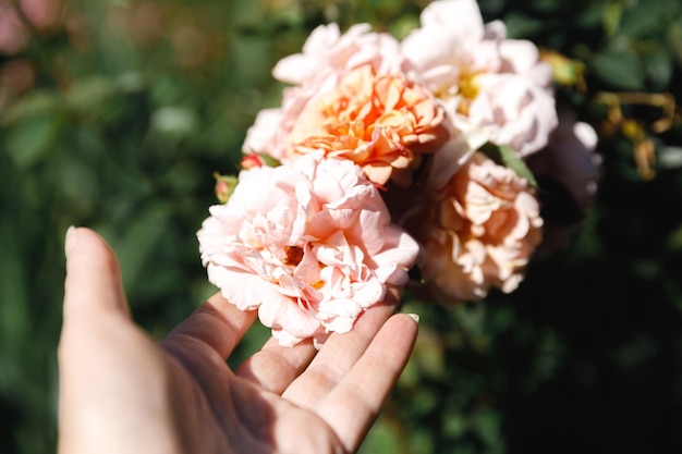 Frauenhand, die im Sommer rosafarbene Rosenblüten im Steingarten hält Gärtnerarbeiterin kümmert sich um Blumen im Blumengarten Blumenzucht-Hobby und Blumenpflanzung Kultivierungskonzept