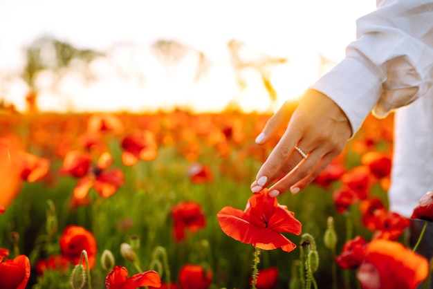 Frauenhand, die Mohnblumen auf dem Feld bei Sonnenuntergang berührt