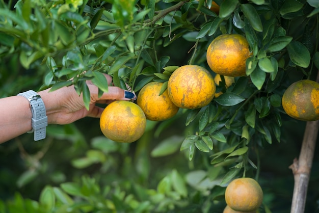 Frauenhand, die Orange auf dem Baum, Abschluss aufhebt.