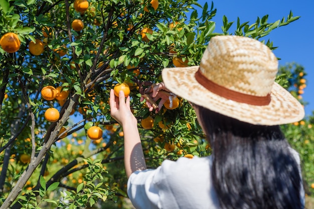 Frauenhand, die reife Orangen am Baum in der Orangenplantage pflücken