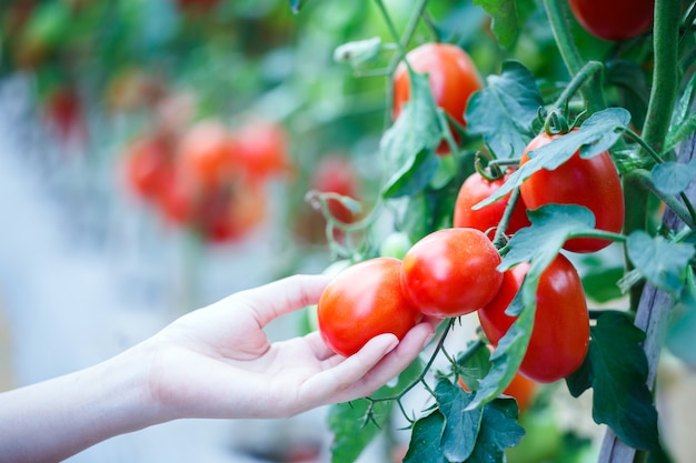 Frauenhand, die reife rote Tomaten im Gewächshausbauernhof pflückt