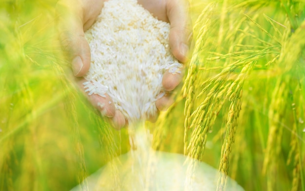 Frauenhand, die Reis- und Reisfeldhintergrund hält Reispreis im Weltmarktkonzept Welt