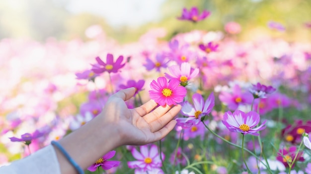 Frauenhand, die rosa Kosmosblumen auf unscharfem Frühlingshintergrund mit Kopienraum berührt