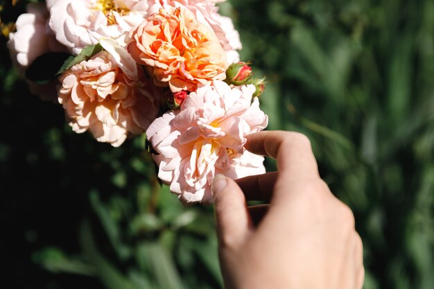 Frauenhand, die rosa Rosenblüten im Steingarten im Sommer hält Gärtnerarbeiter kümmert sich um Blumen i...