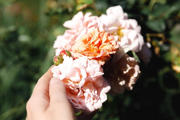 Frauenhand, die rosafarbene Rosenblumen im Steingarten im Sommer hält Gärtnerarbeiterin kümmert sich um Blumen i...