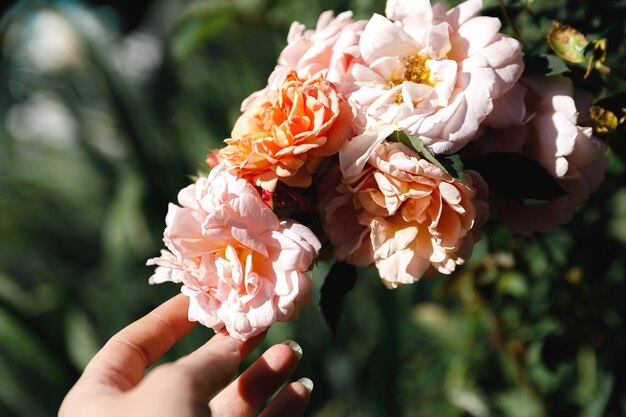 Frauenhand, die rosafarbene Rosenblumen im Steingarten im Sommer hält Gärtnerarbeitnehmer kümmert sich um Blumen i