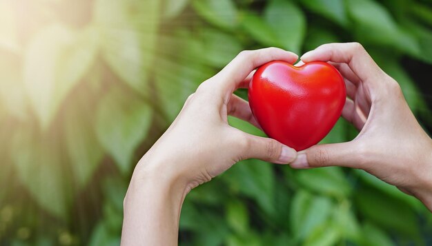 Frauenhand, die rote Herzform auf grünem natürlichem Hintergrund im Garten im Freien hält Liebes-Valentinsgruß