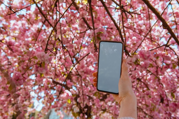 Frauenhand, die Telefon mit weißem Bildschirm blühendem Sakura-Baum im Hintergrund hält