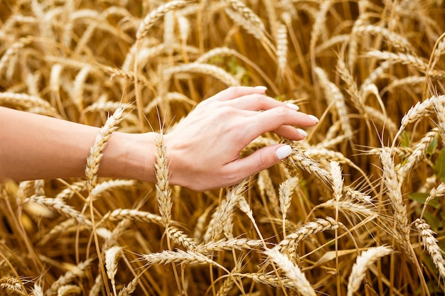 Frauenhand, die Weizenähren auf Feldhänden auf dem goldenen Weizenfeld berührt Frau, die ihre Hand durch...