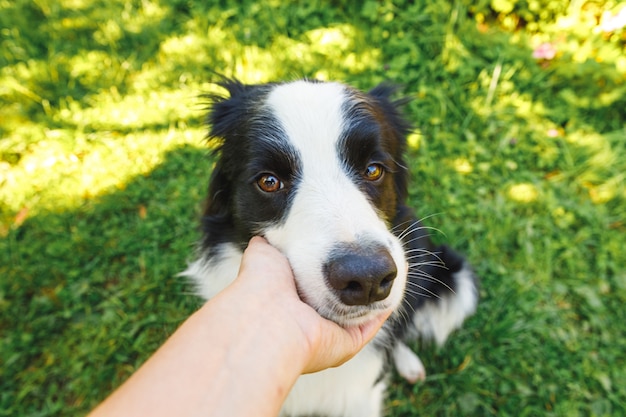 Frauenhand, die Welpenhunde-Grenzcollie im Sommergarten oder im Stadtpark im Freien streichelt.