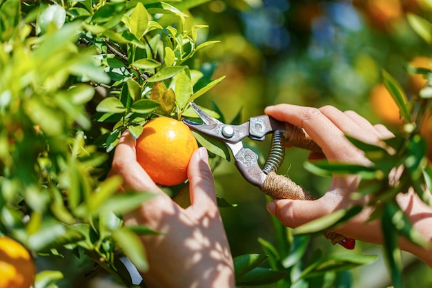 Frauenhand Ernte frische Orangen von einem Orangenbaum