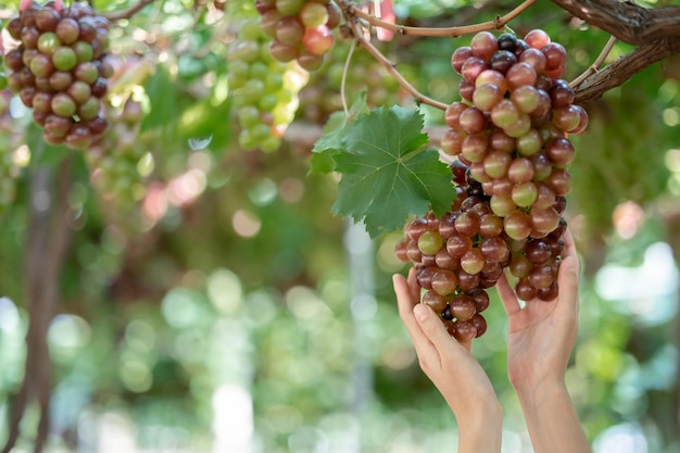 Frauenhand erntet Trauben im Freien im Weinberg