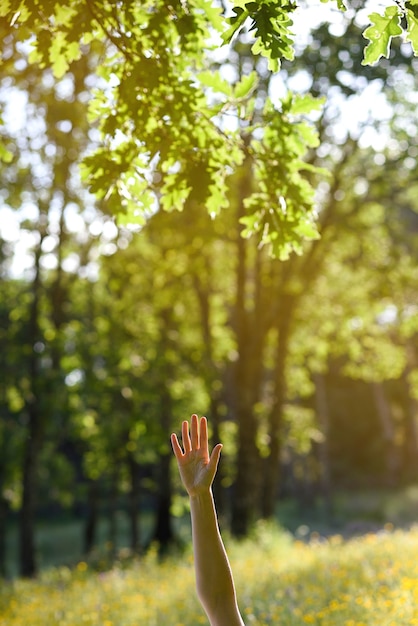 Frauenhand im Wald erhoben