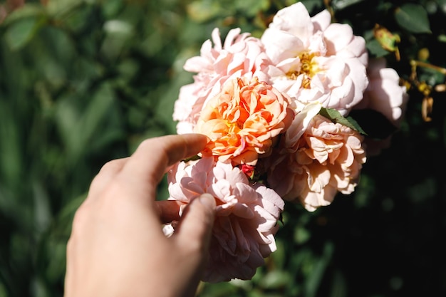 Frauenhand mit rosa Rosenblüten im Steingarten im Sommer Gärtnerarbeiter kümmert sich um Blumen i...