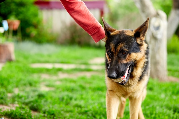 Frauenhand streichelt einen Hund Deutscher Schäferhund spielen im Park