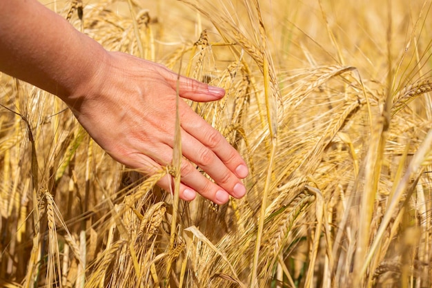 Frauenhand zwischen reifen Weizenähren