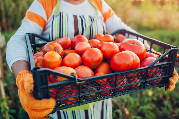 Frauenlandwirt, der Kasten rote Tomaten auf eco Bauernhof, Herbsternte des Gemüses erfassend hält und arbeiten im Garten