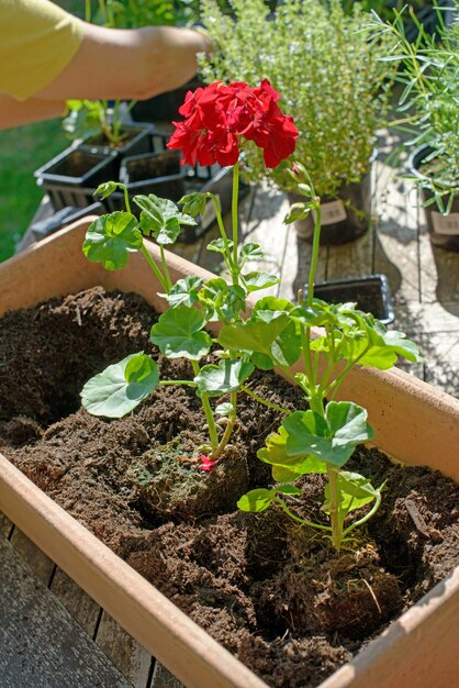 Frauenmann, der die Geranien für Sommergarten pflanzt