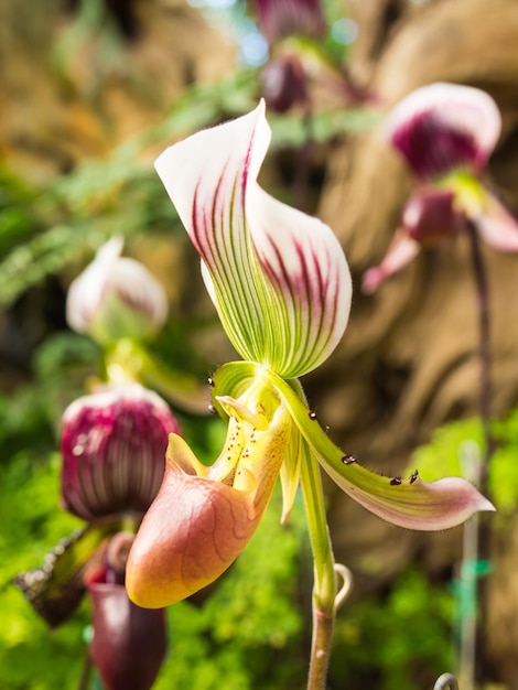 Frauenschuh-Orchidee hat eine einzigartige Form