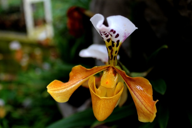 Frauenschuh Orchideen-Inthanon Nationalpark Chiang Mai