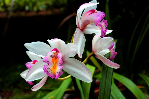 Frauenschuh Orchideen-Inthanon Nationalpark Chiang Mai