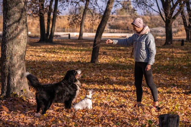 Frauenspaziergang mit Hunden im Herbstpark. Jack Russell Terrier und Berner Sennenhund spielen im Freien