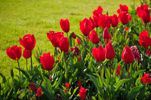 Frauentag. Valentinstag. Frühlings-Tulpen