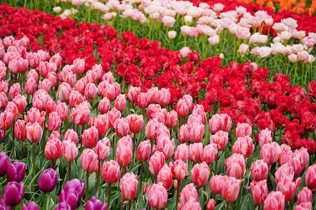 Frauentag. Valentinstag. Frühlings-Tulpen