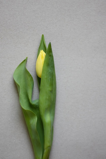 Frauentageshintergrund mit schöner Tulpenblume.