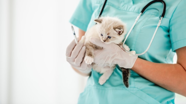 Frauentierarztspezialist, der ein süßes Ragdol-Kätzchen mit schönen blauen Augen in ihren Händen hält und es impfen wird. Entzückendes flauschiges Kätzchen in der Tierklinik vor der Injektion