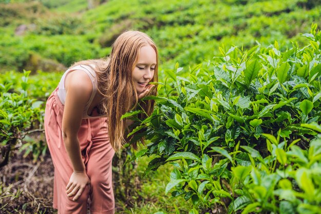 Frauentouristen auf einer Teeplantage. Natürlich ausgewählte, frische Teeblätter in Teefarm in Cameron Highlands, Malaysia. Ökotourismus-Konzept