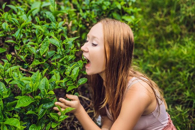 Frauentouristen auf einer Teeplantage. Natürlich ausgewählte, frische Teeblätter in Teefarm in Cameron Highlands, Malaysia. Ökotourismus-Konzept