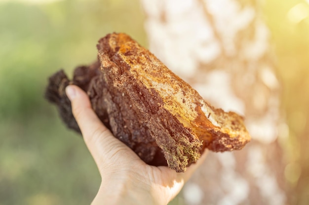 Frauenüberlebenskünstler und Sammler mit den Händen, die Chaga-Pilze sammeln und suchen, die auf der Birke im Wald wachsen. wilder roher chaga parasitärer Pilz oder Pilze für die alternative Medizin. aufflackern