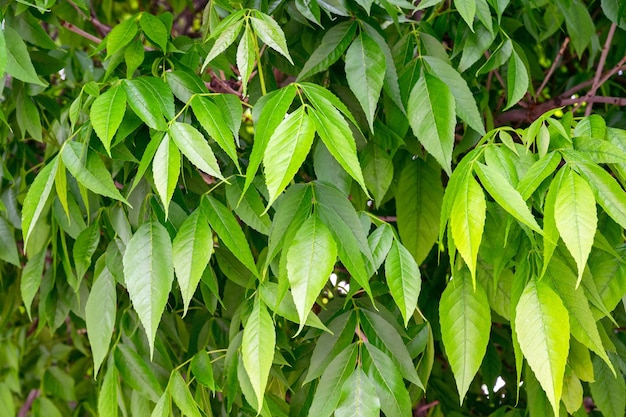 Fraxinus excelsiorhojas frescas o de fresno del árbol fraxinus excelsior