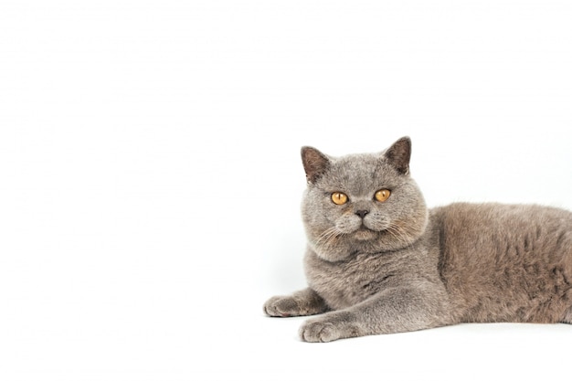 Freche graue Katze mit gelben Augen liegt auf einem weißen Hintergrund.