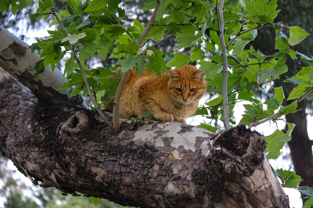 Freche orangefarbene Streunerkatze schaut sich auf der Platane mit grünen Blättern um