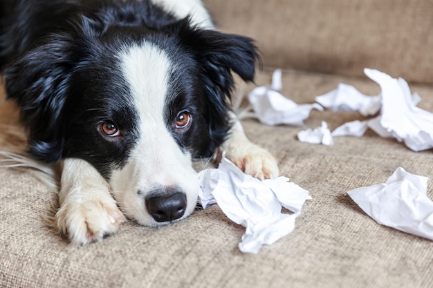 Frecher Border Collie nach Unfug beißt Toilettenpapier auf der Couch zu Hause liegend