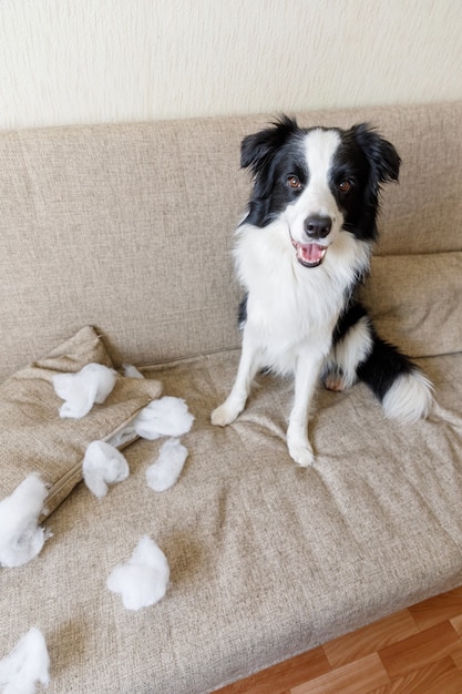 Frecher verspielter Hündchen-Grenzcollie nach Unfug beißendem Kissen, das auf Couch zu Hause liegt