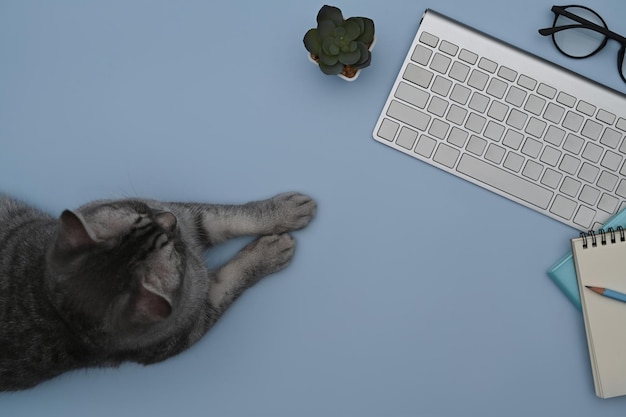 Freches Kätzchen, das auf blauem Hintergrund mit Tastatur und Notizbuch liegt