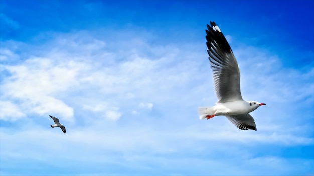 Freedom Life - Gaivotas Voando em Azul Céu nublado