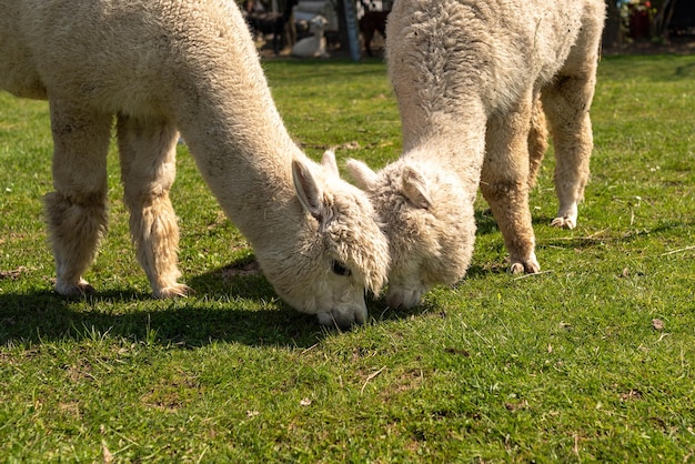 Freerange de alpaca blanca en una granja de hierba verde