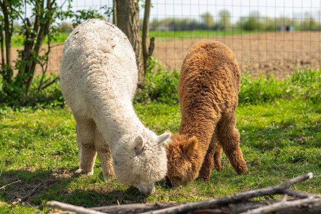 Freerange de alpaca marrón en una granja de hierba verde