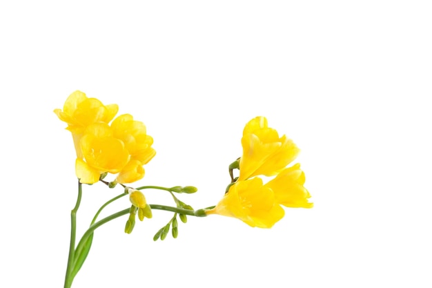 Freesia-Blumen isoliert auf weißem Hintergrund