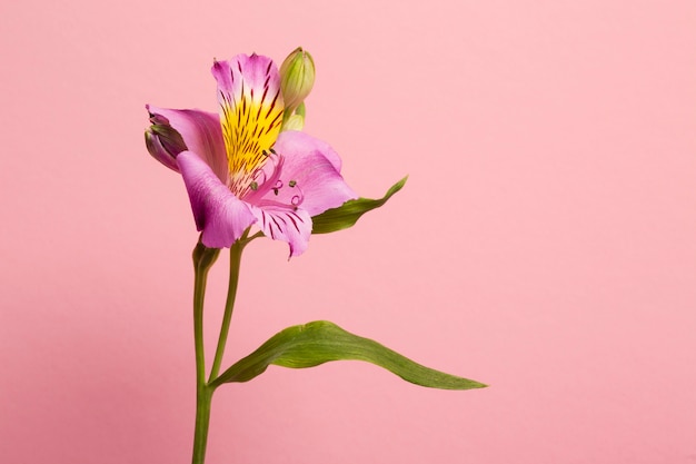 Freesie des hohen Winkels mit rosa Hintergrund